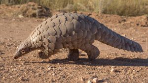 Pangolin