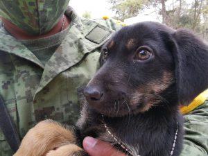 11 FOTO PERRITOS