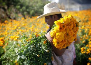 CORTE DE FLOR DE CEMPASÚCHIL