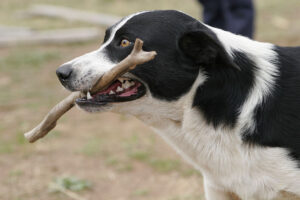 1280px-Dog_retrieving_stick