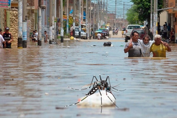 dengue-mosquito