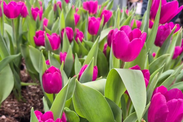 tulipan_holandes_el_nuevo_simbolo_de_la_floricultura_de_atlixco