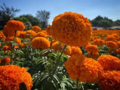 Inicia siembra de flor de Cempasúchil en Puebla