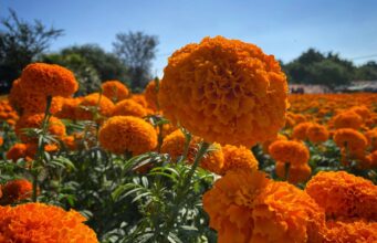 Inicia siembra de flor de Cempasúchil en Puebla