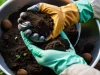 Universitarios desarrollan fertilizantes orgánicos