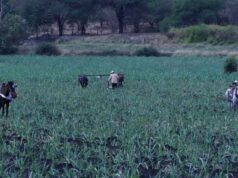 Respeto e igualdad a pueblos indígenas: Armenta