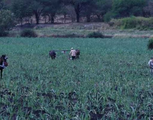 Respeto e igualdad a pueblos indígenas: Armenta