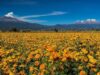 Millonaria derrama económica por temporada de difuntos en Puebla