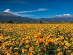 Millonaria derrama económica por temporada de difuntos en Puebla